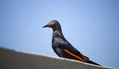 A beautiful red-winged starling black bird looking down a wall for food.