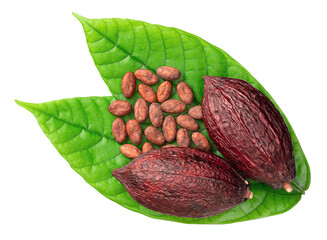 dried cocoa beans and pod on the fresh cocoa leaves, isolated on white background, top view