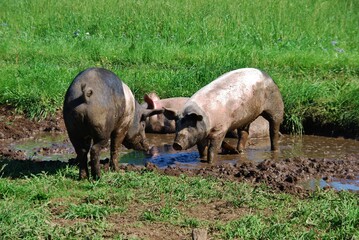 Half grown biological farm pig with muddy snout lying  in the mud