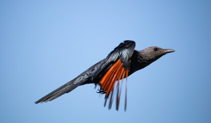 A beautiful red-winged starling black bird in midflight.