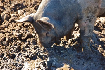 Half grown biological farm pig with muddy snout lying  in the mud