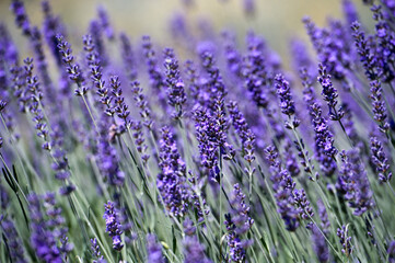 Lavender Field in the summer. Aromatherapy. Nature Cosmetics.