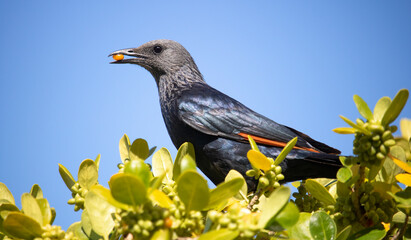 A beautiful red-winged starling black bird picking fruit off a tree.