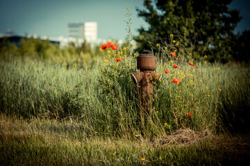 Fototapete bei efototapeten.de bestellen   