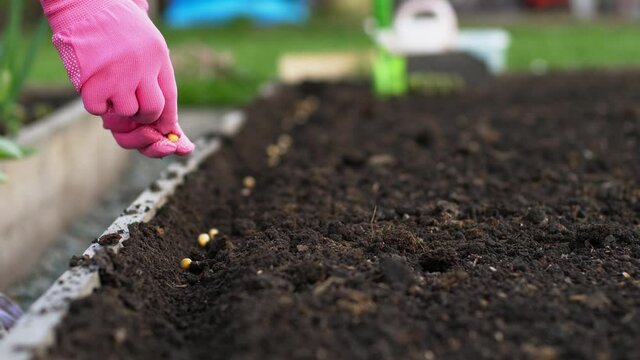 Pea seed for growing
