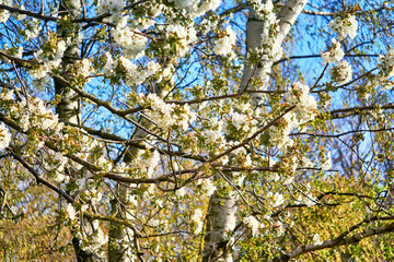 Fototapeta premium Cherry blossoms with blurred trees in the background.
