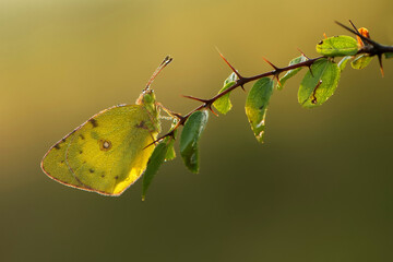 The yellow butterfly Colias hyale on a autumn forest leaf in the early morning