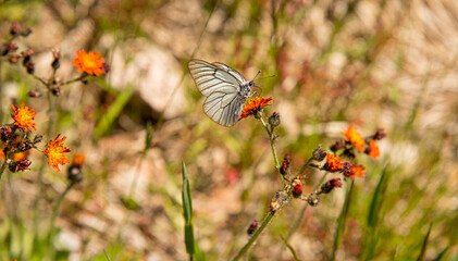 Schmetterling in der Natur