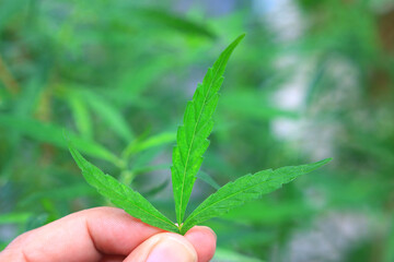 Hand holding young leaf of marijuana stiva cannabis 