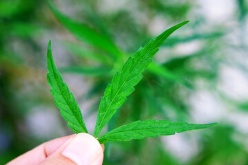 Hand holding young leaf of marijuana stiva cannabis 