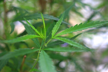  Marijuana stiva cannabis leaf with green background 
