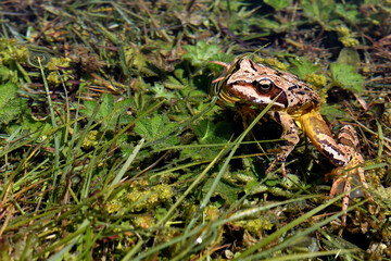 European Common Frog or Rana Temporaria