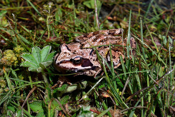 European Common Frog or Rana Temporaria