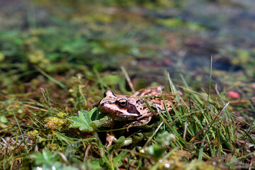 European Common Frog or Rana Temporaria