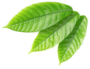 fresh cocoa leaves isolated on white background, top view
