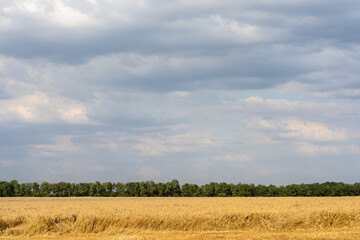 Stormy sky over a wheat field on a hot day