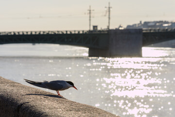 Fototapeta na wymiar A seagull sits near the city river on the background of the bridge and glare of the sun on the water
