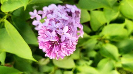 
a branch of lilac flowers on a green bush