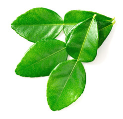 Fototapeta premium fresh kaffir lime leaves isolated on white background, top view