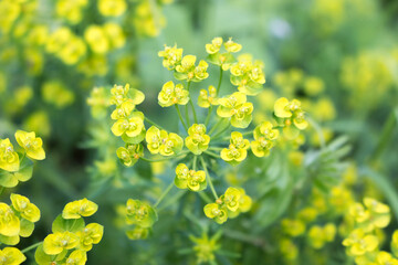 Bonaparte's crown also cypress spurge (in german Zypressen-Wolfsmilch) Euphorbia cyparissias