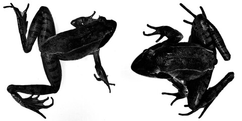 black frog silhouettes on white background
