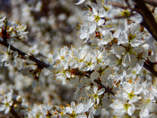 cherry tree blossom