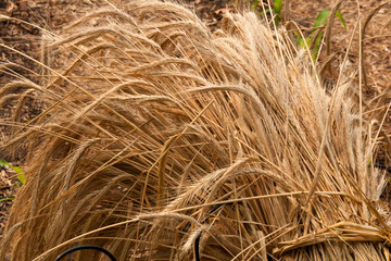 Sydney Australia, sheaf of harvested wheat in sunshine