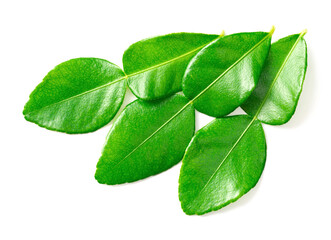 fresh kaffir lime leaves isolated on white background, top view