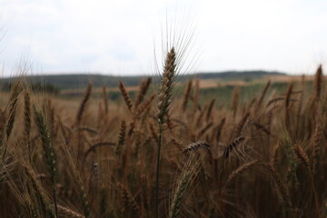 Wheat plant in focus
