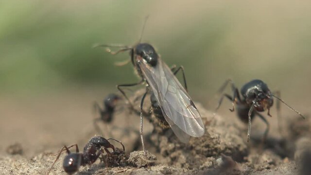 Queens of ants. Winged ants swarming from the nest in preparation for the nuptial flight, have crawled to surface and fly away in search of new anthills. Macro view in wildlife