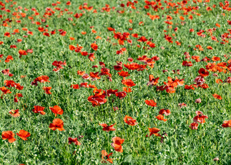 summer landscape with blooming red poppies, blurred background, highlighted petal fragments