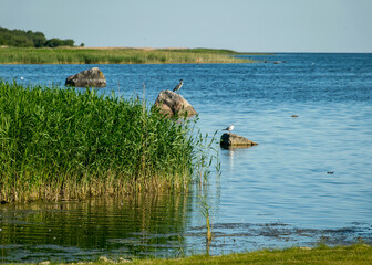 Obraz na płótnie Canvas view of the bay, green reeds, lots of rocks, good bird nesting places, Saaremaa, Estonia