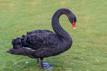black swan in the park