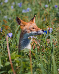 Red fox sniffs flower in summer field