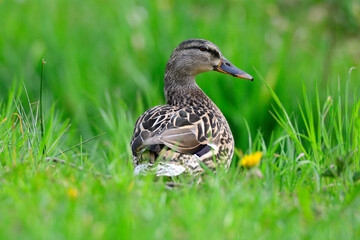 Stockente auf einer Wiese