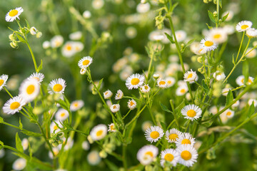 A lot of beautiful yellow, green and white flowers (camomile, ox-eye daisy) on a sunny summer day