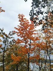 autumn trees in the park