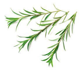 fresh sweet marigold twigs isolated on white background, top view