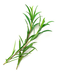 fresh sweet marigold twigs isolated on white background, top view