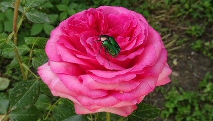 Rosebug on a rose