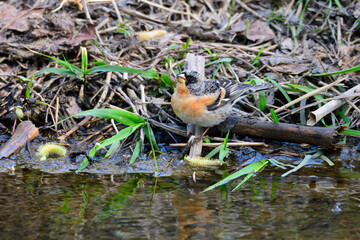 Bergfink Männchen im Frühjahr in Sachsen	