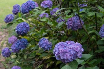 青と紫のアジサイが咲いている写真／Hydrangea