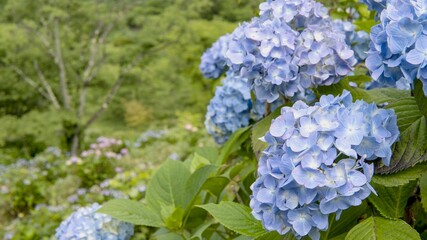 斜面に咲く青いアジサイ