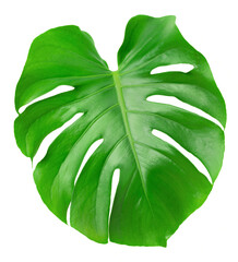 fresh monstera leaf isolated on white background