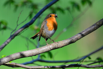	
Rotkehlchen (Erithacus rubecula)	
