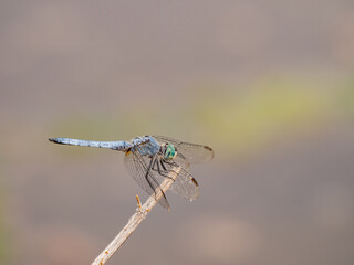 Close up of Blue dasher