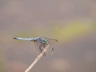 Close up of Blue dasher