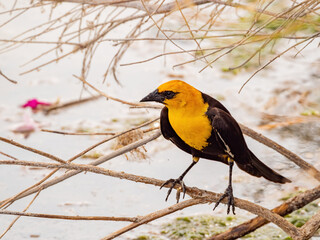 Close up of a cute Yellow-headed blackbird