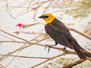 Close up of a cute Yellow-headed blackbird