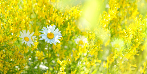 chamomile flowers, beautiful nature landscape. blossom summer season. sunny meadow and daisy. copy space
